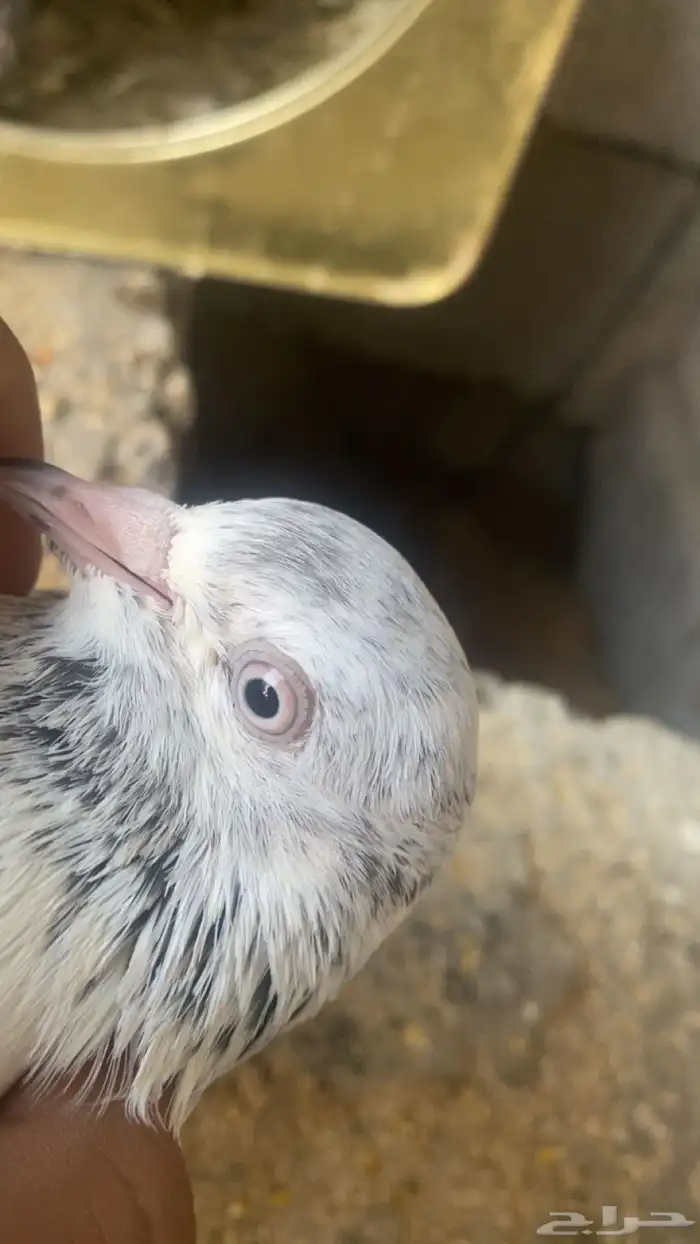 حمام باكستاني فاخر 1