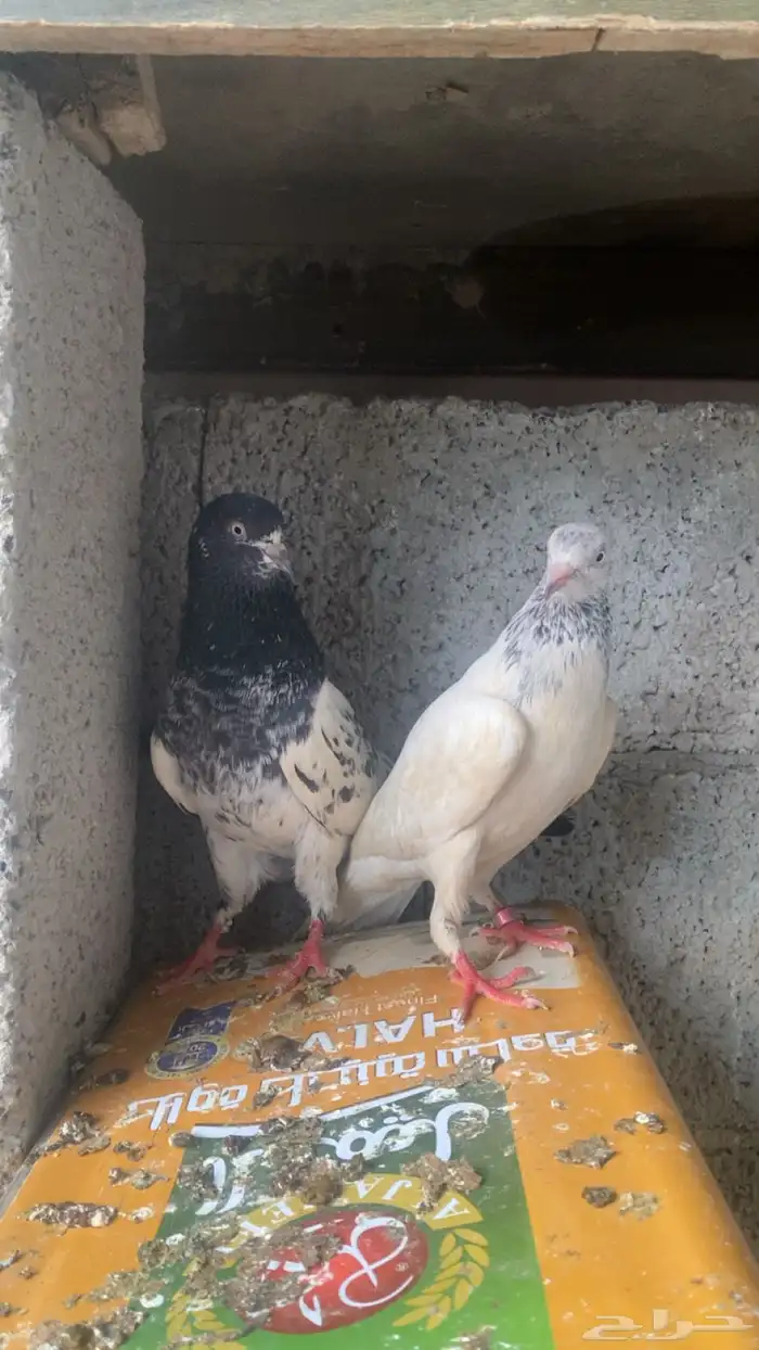 حمام باكستاني فاخر 3