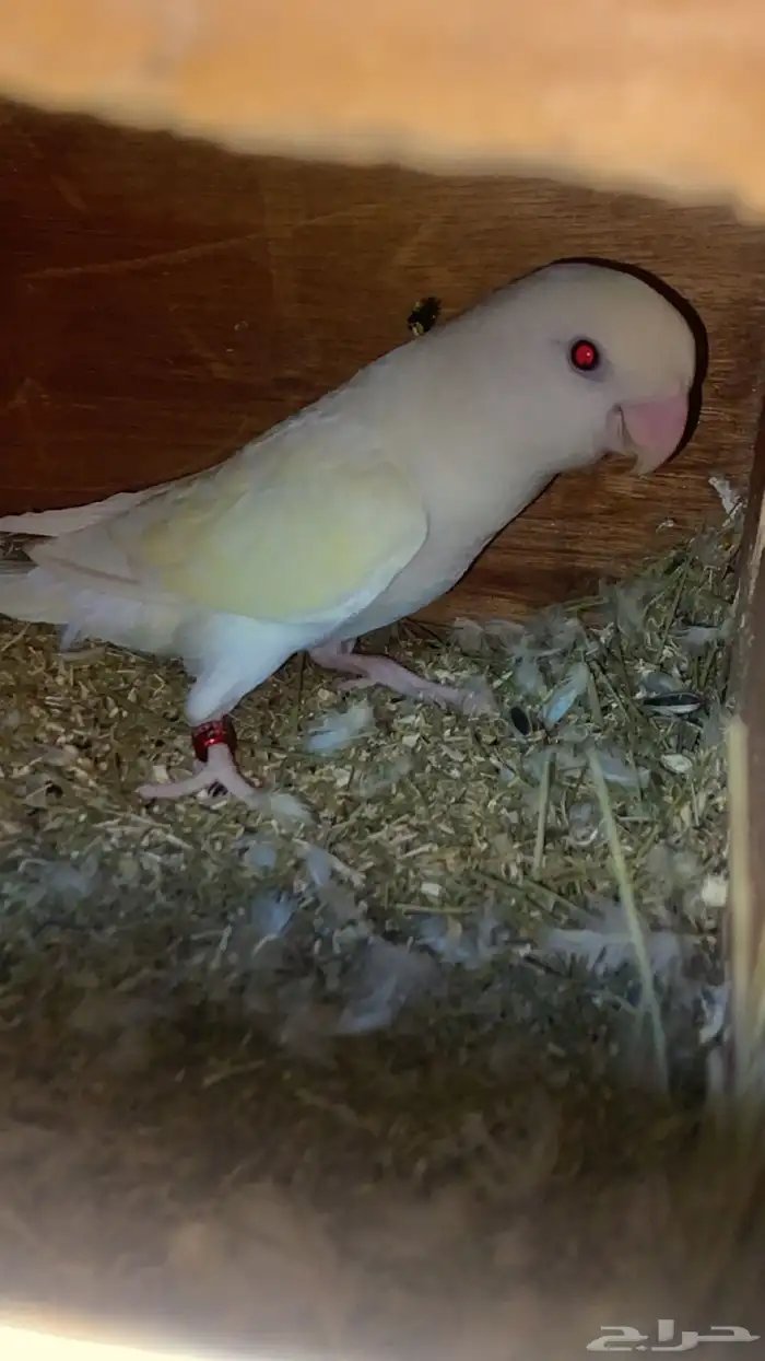 ذكر روز اينو 2