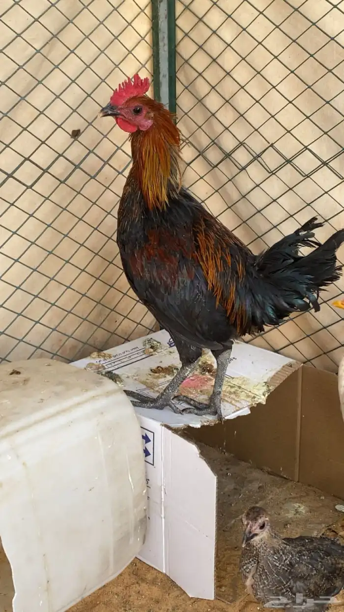 دجاجة اثنين الديك واحد للبيع 1