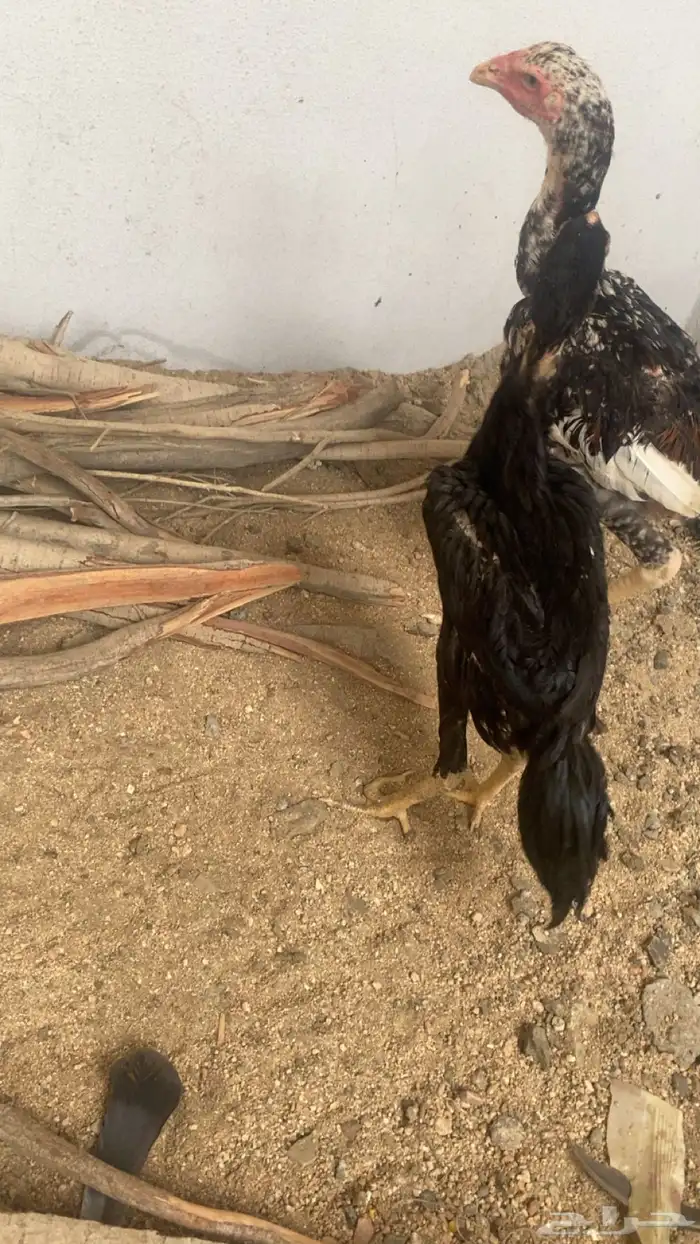 ديوك سندي فواخر 3