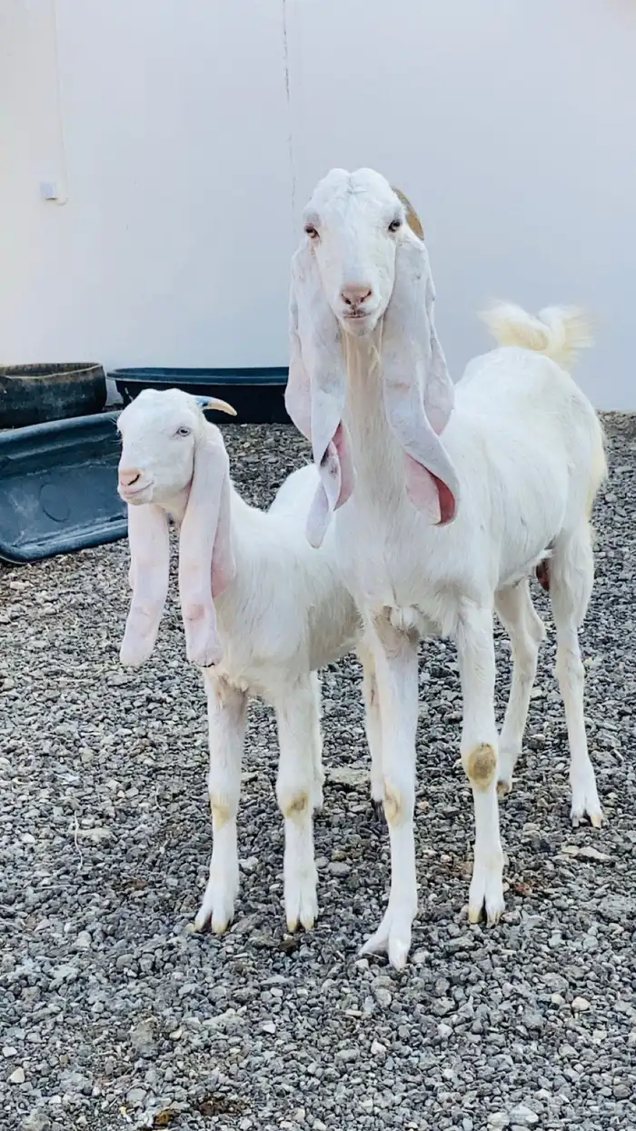 عنز بيضاء برصا معها جفرة 2