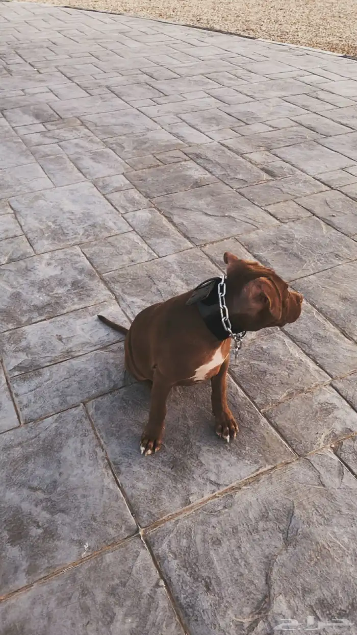 بيتبول اكس ال للبدل مع جرو جيرمن شيبرد او روت وايلر 2