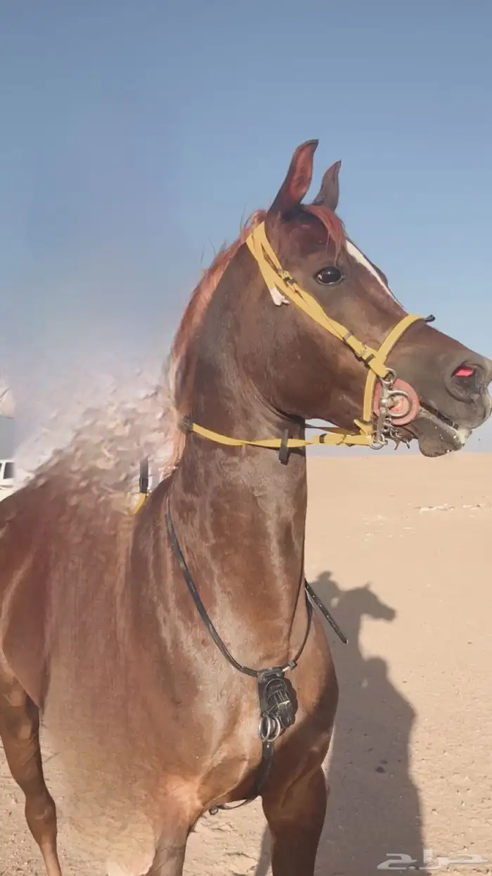 حصان عربي للبيع 0