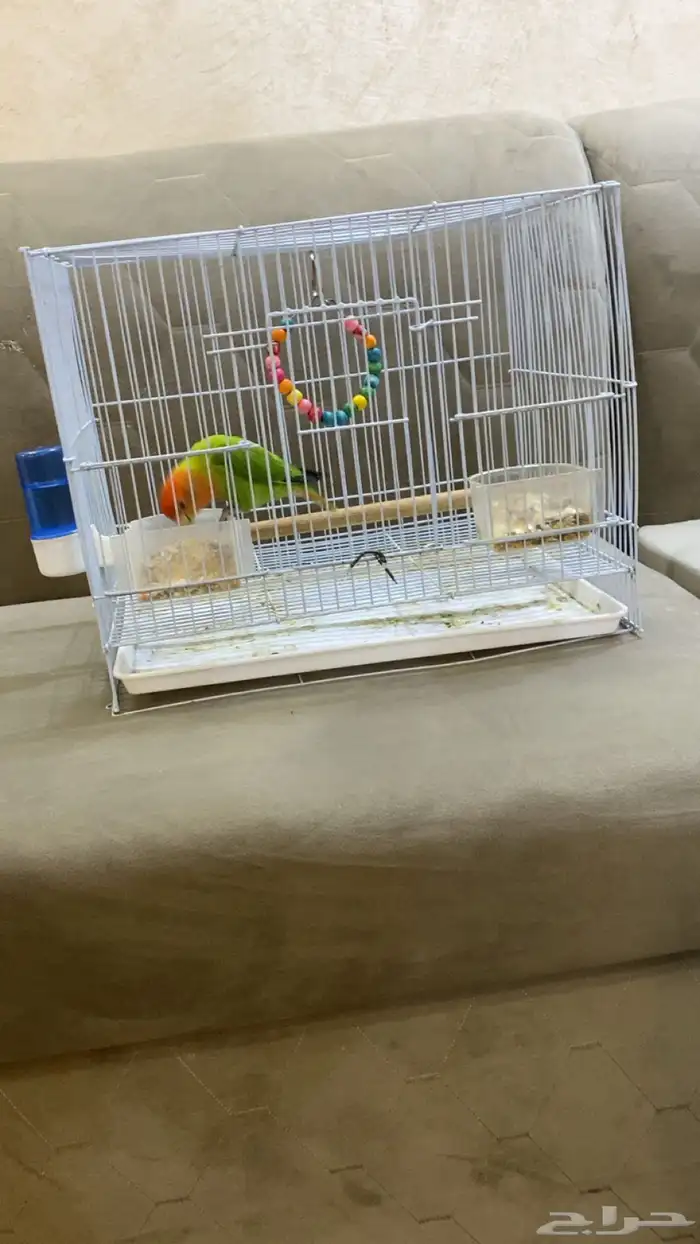 أنثى روز هدد أليفة جدا مناسبة للأطفال 3