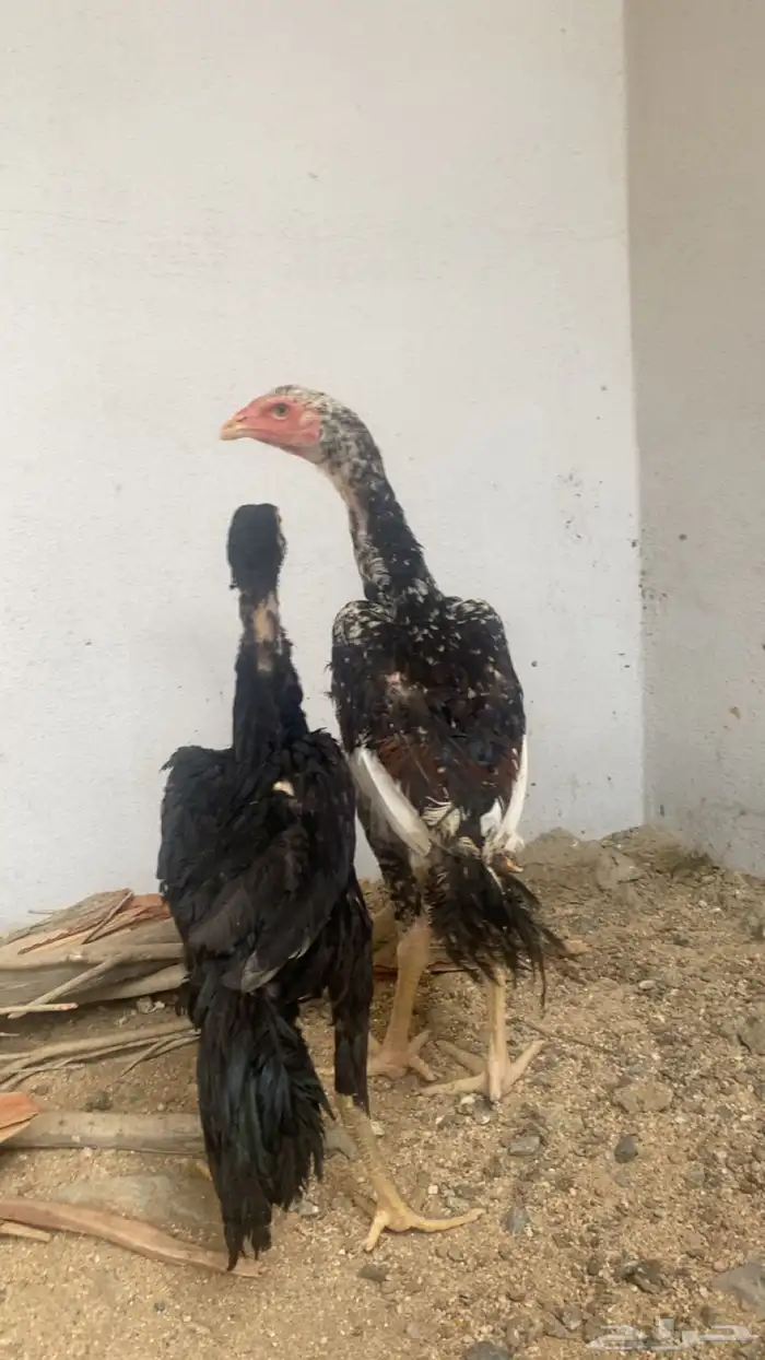 ديوك سندي فواخر 0