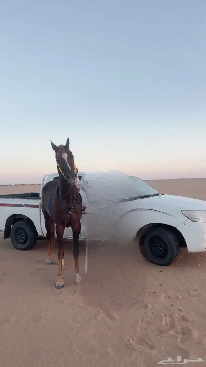 حصان عربي للبيع 1