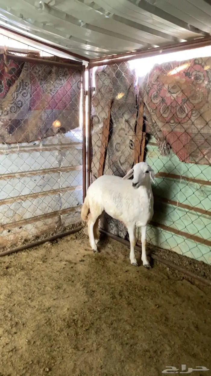 للبيع طلي و رخل 3