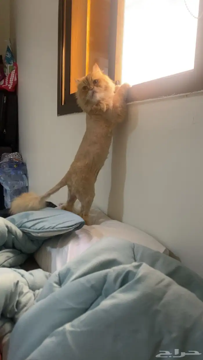 قط ذكر معقم للتبني معه كل اغراضه و تطعيماته 0