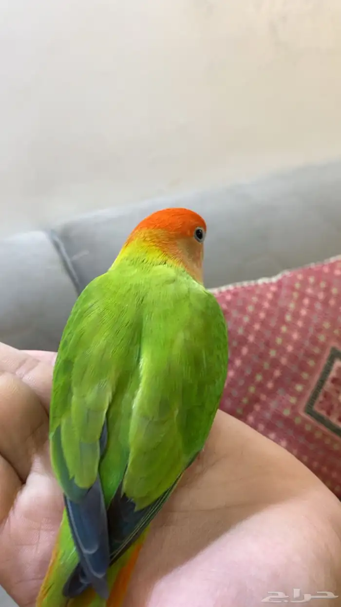 أنثى روز هدد أليفة جدا مناسبة للأطفال 1