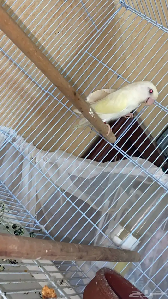 ذكر روز اينو 0