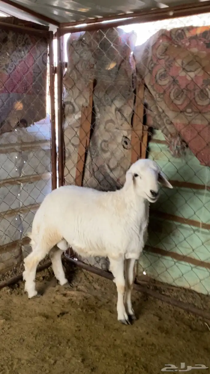 للبيع طلي و رخل 1