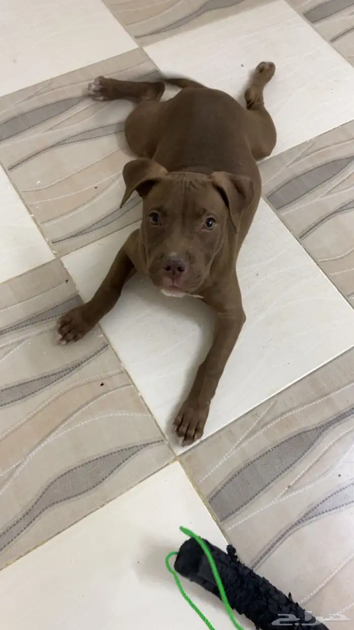 بيتبول اكس ال للبدل مع جرو جيرمن شيبرد او روت وايلر 16