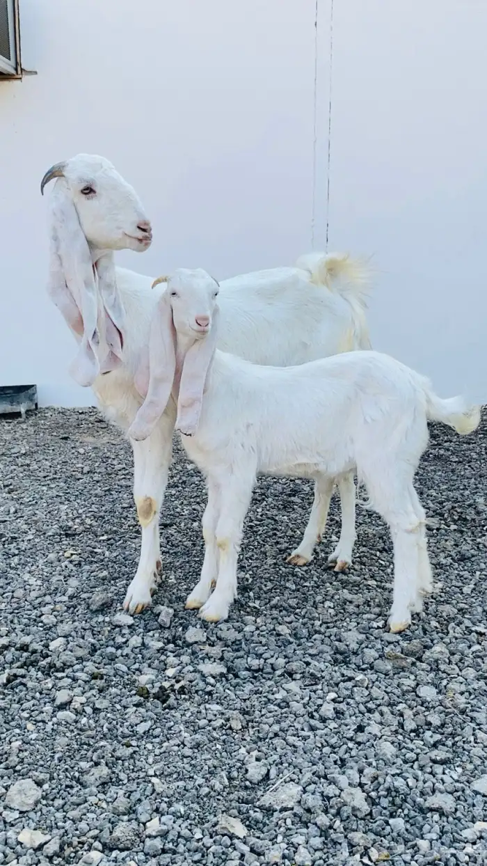 عنز بيضاء برصا معها جفرة 0