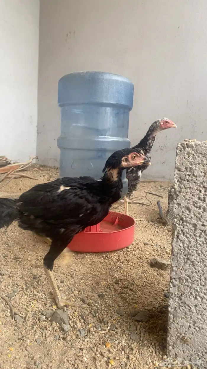 ديوك سندي فواخر 4