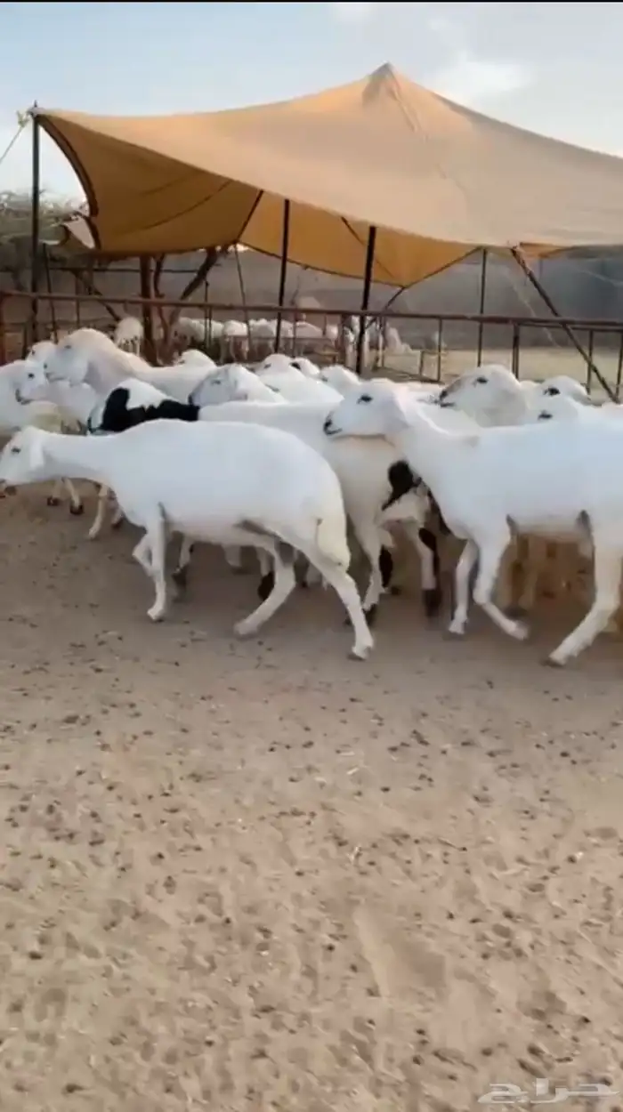 غنم حرش طيبه 0