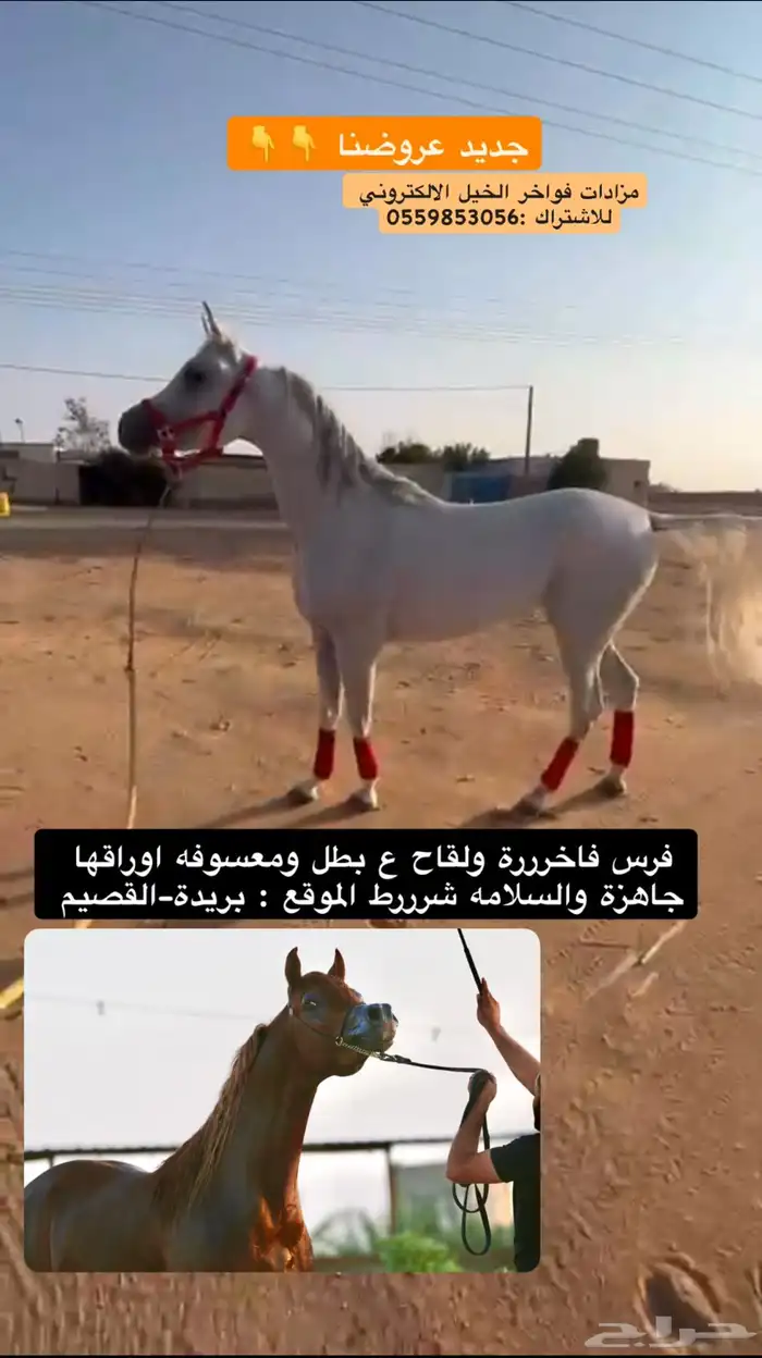 يابلاش فرس للقاح 0