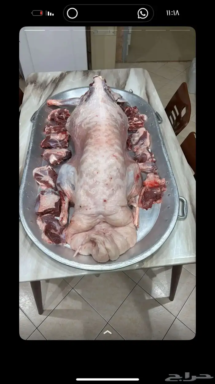 جذعان نعيم وحريات 4