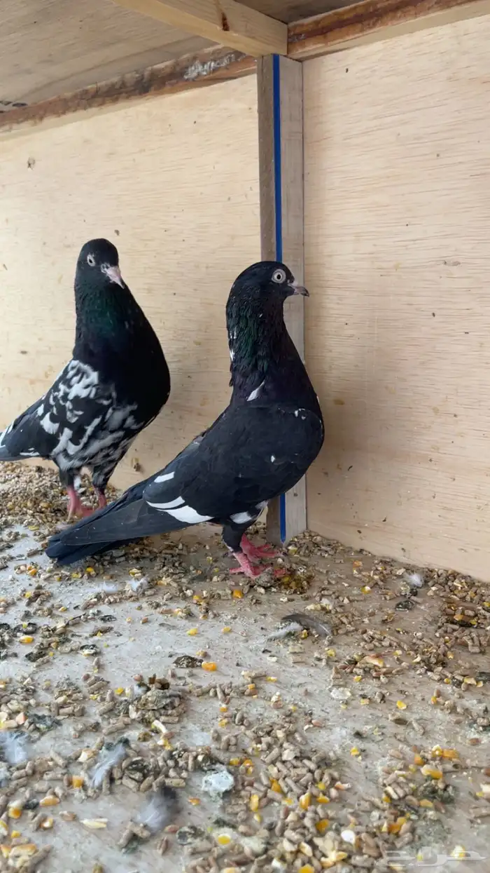 حمام باكستاني رامبوري 2