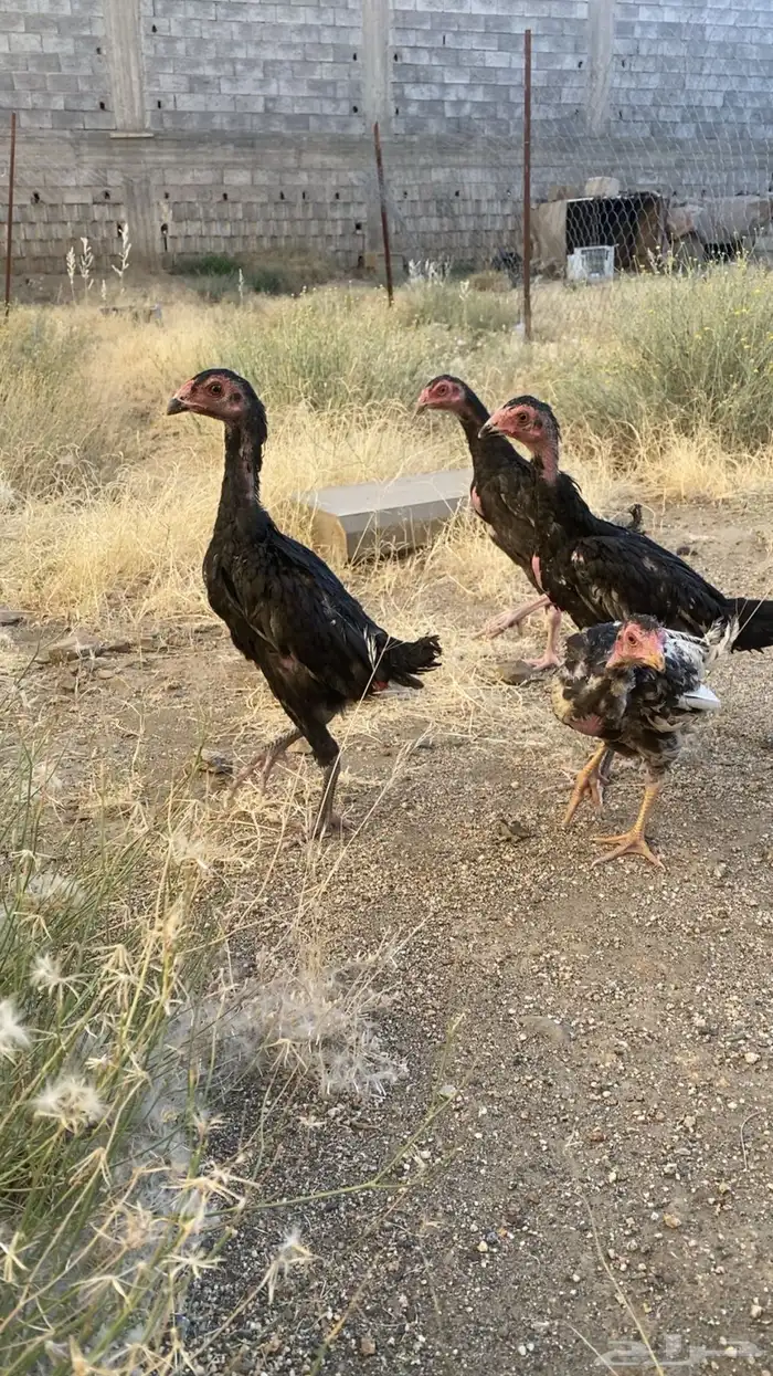 فروخ شامو الماني 0