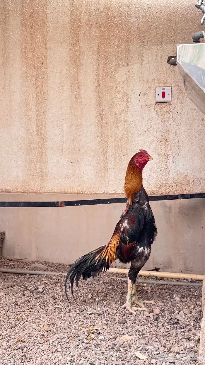 ديك شامو ياباني 0