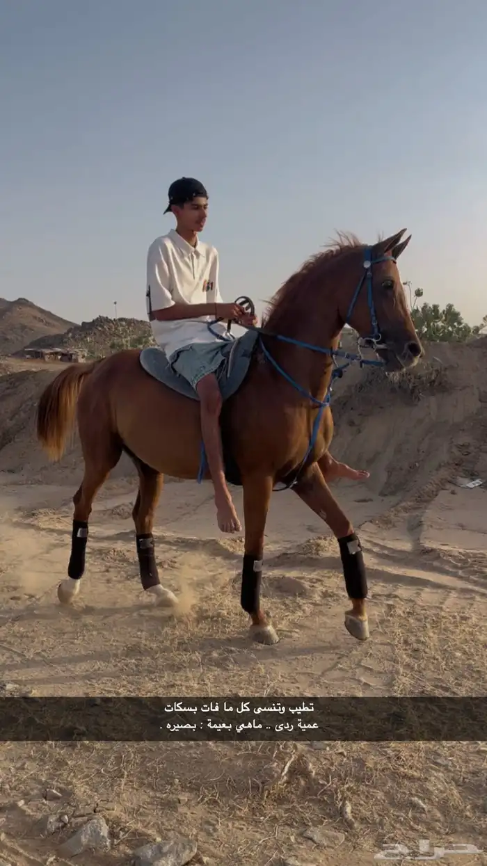 فرس شعبيه للبيع 1