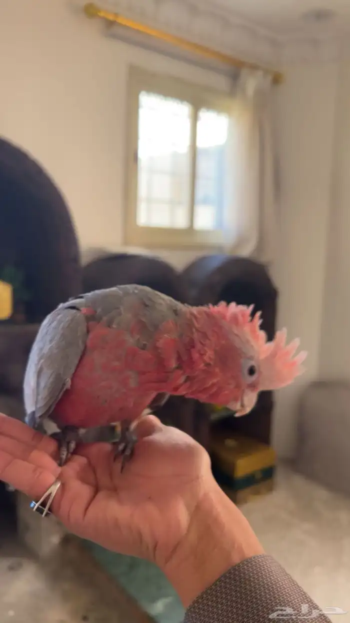 كوكاتو قالا 4