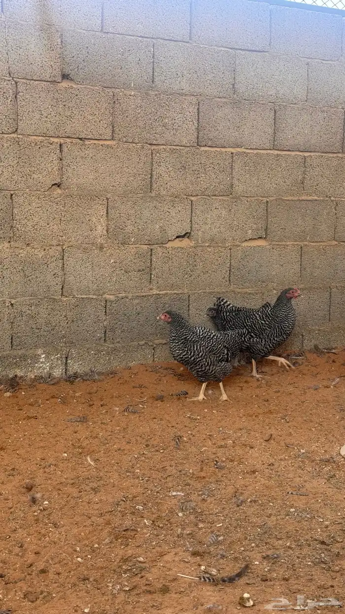 اطقم دجاج امروك 1