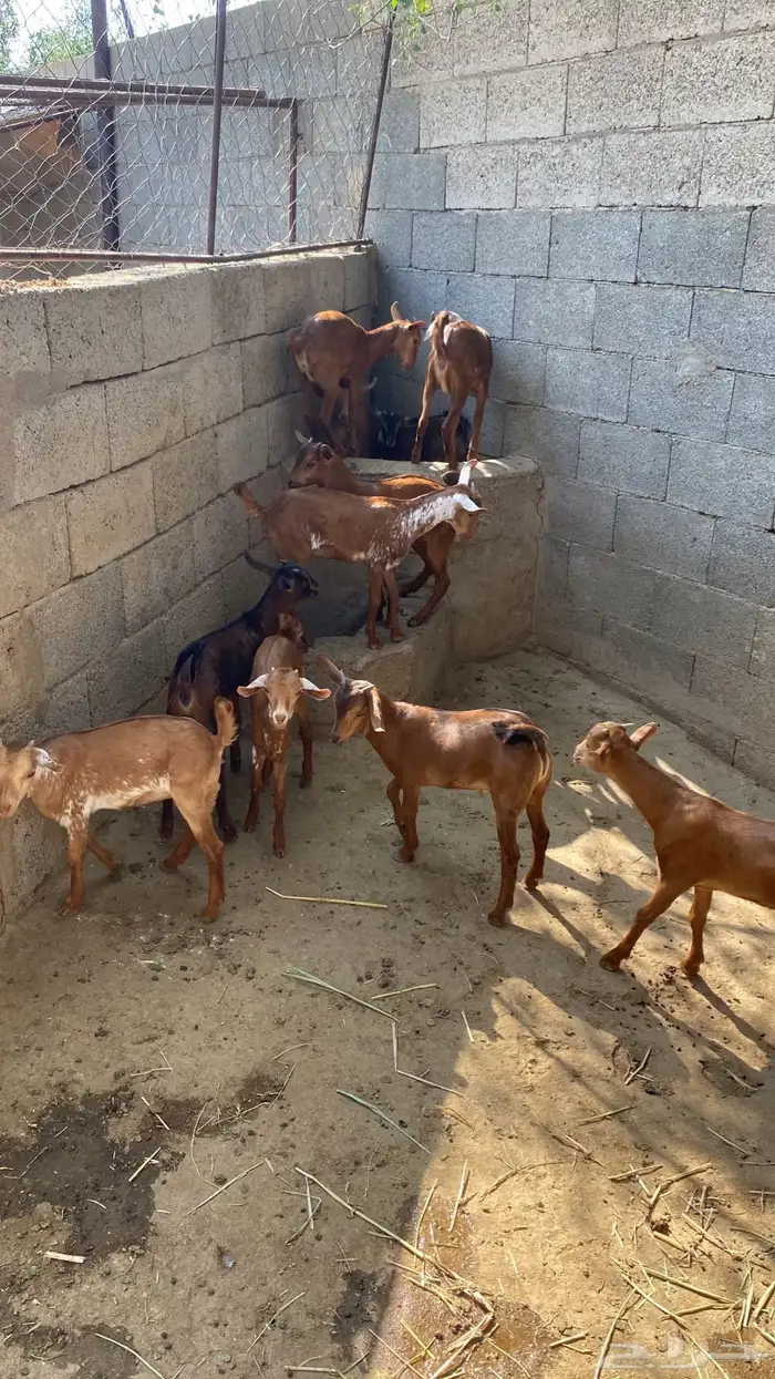 ماعز غنم مراح 5