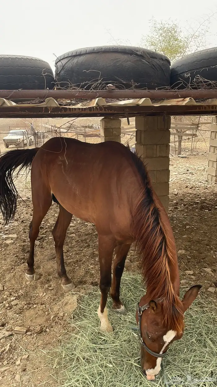 حصان شعبي للبيع 1