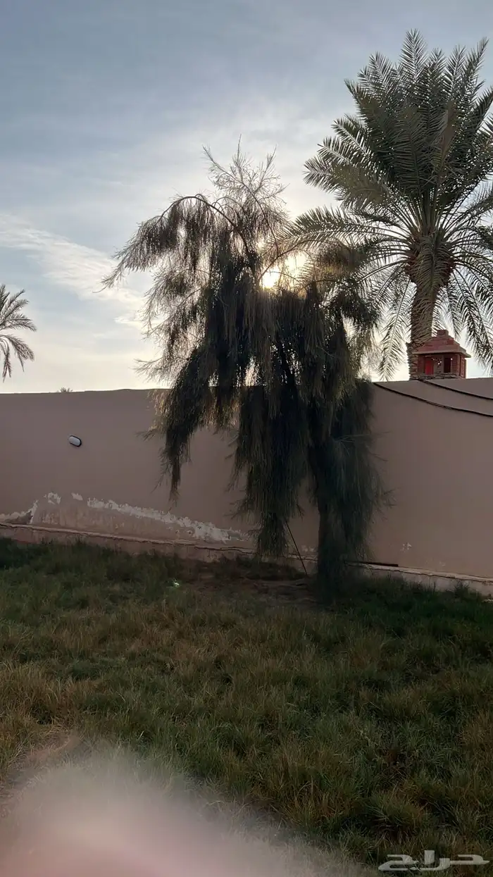 اثل امريكي كبار 3