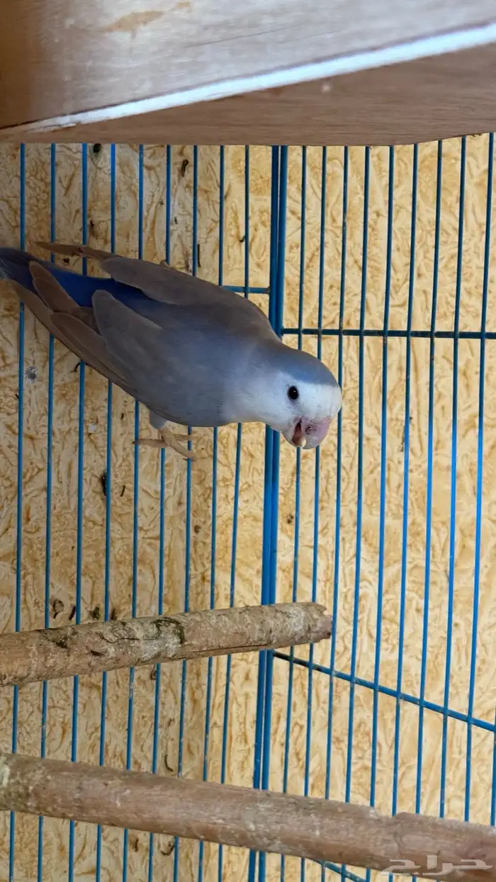 للبيع زوج روز مع انتاجة 5