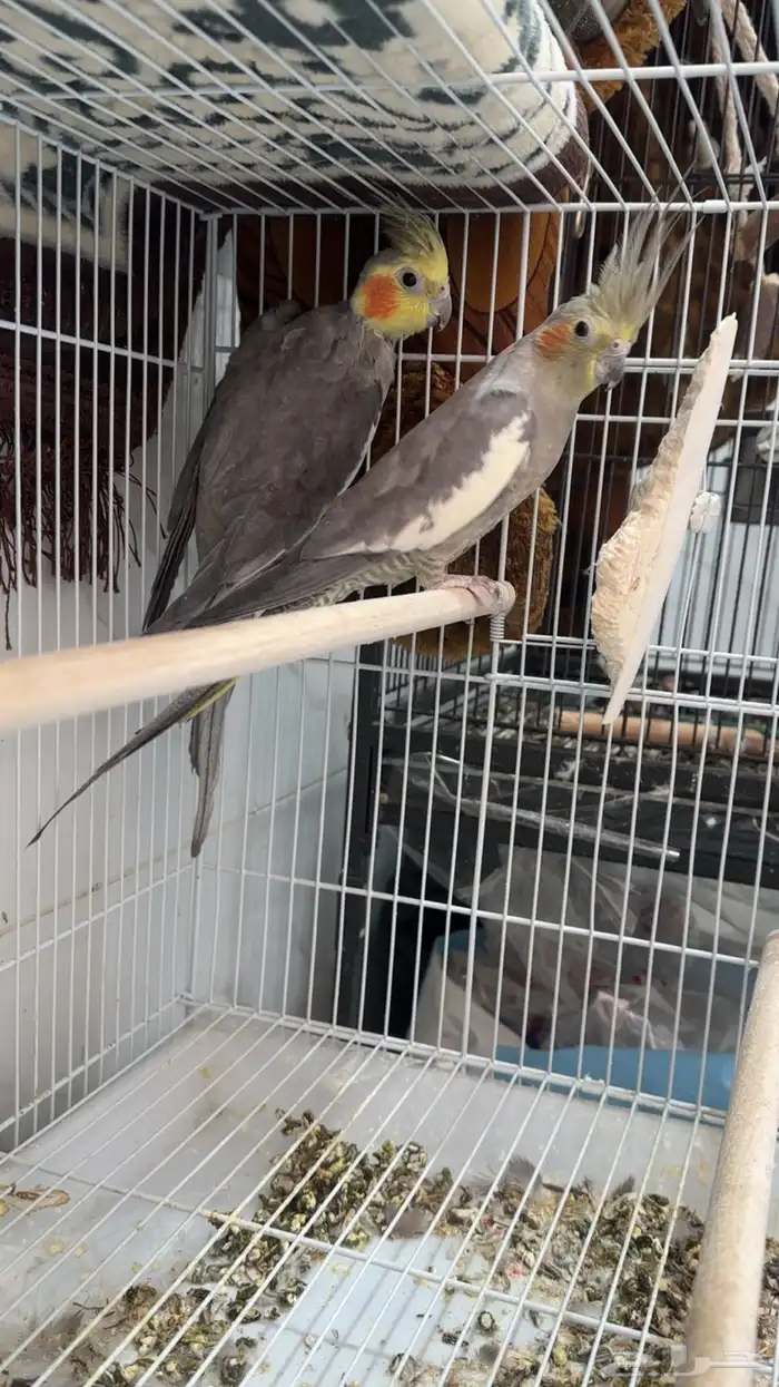 زوج كروان باقي صغار 1