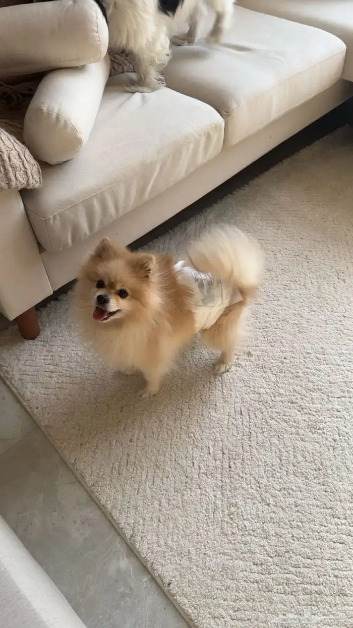 ذكر بوميرنيان تيدي فيس للبيع 2