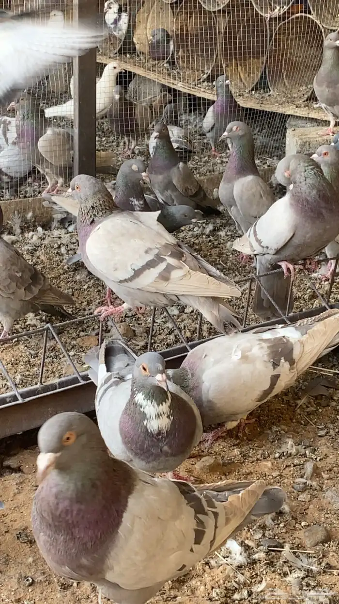 حمام متزاوج فرنسي سلفر 6