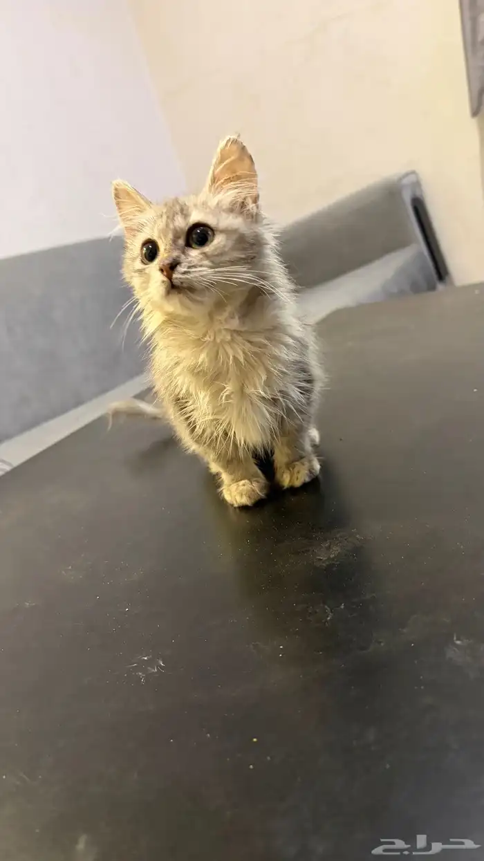 بستين انثى شيرازي اخوات 0