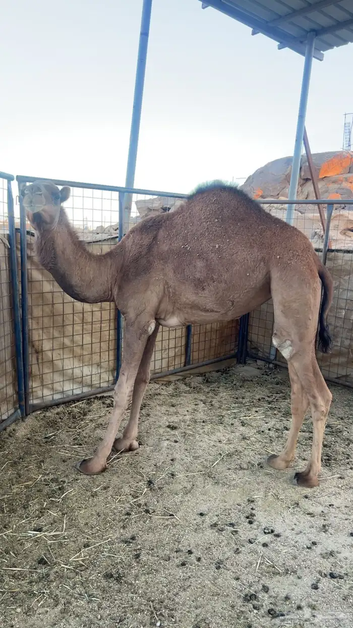 للبيع بكرة لقيه ابوها كفو ومعروف 1