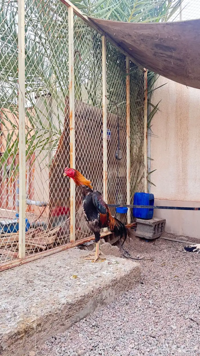 ديك شامو ياباني 1