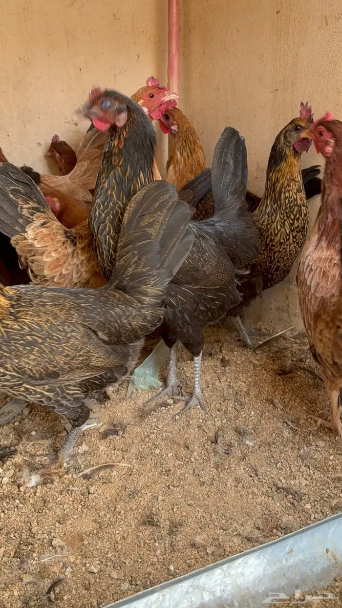 دجاج بياض بلدي اصيل 24