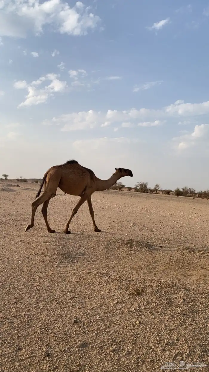 بكره حقه دبيانيه 0