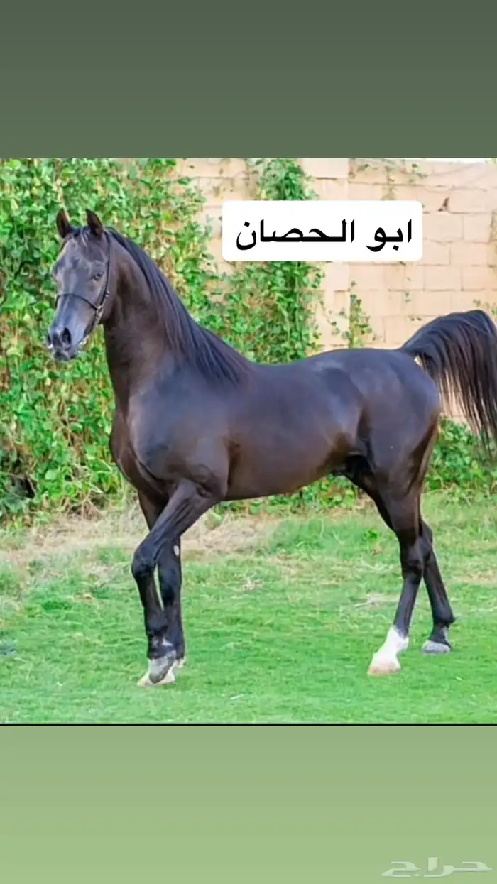 حصان واهو بطل 0