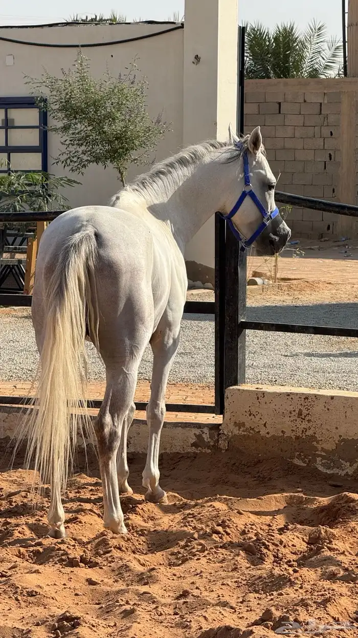 حصان واهو عربي 2