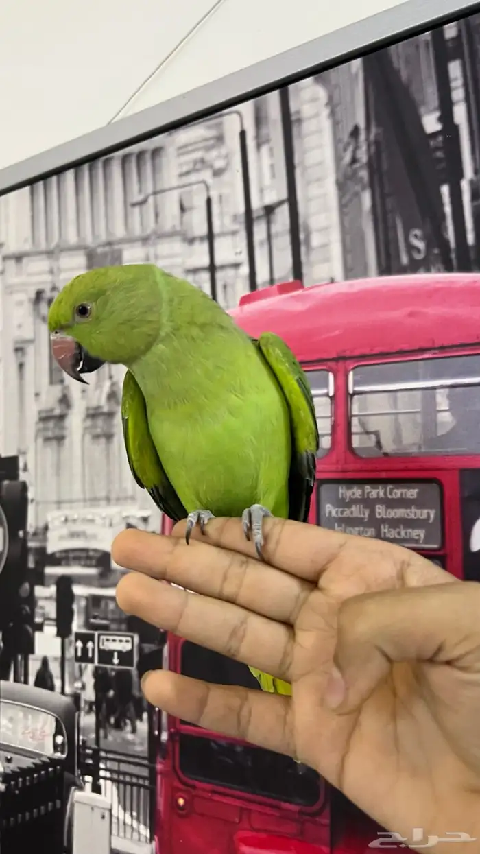 ببغاء دره هندي 0