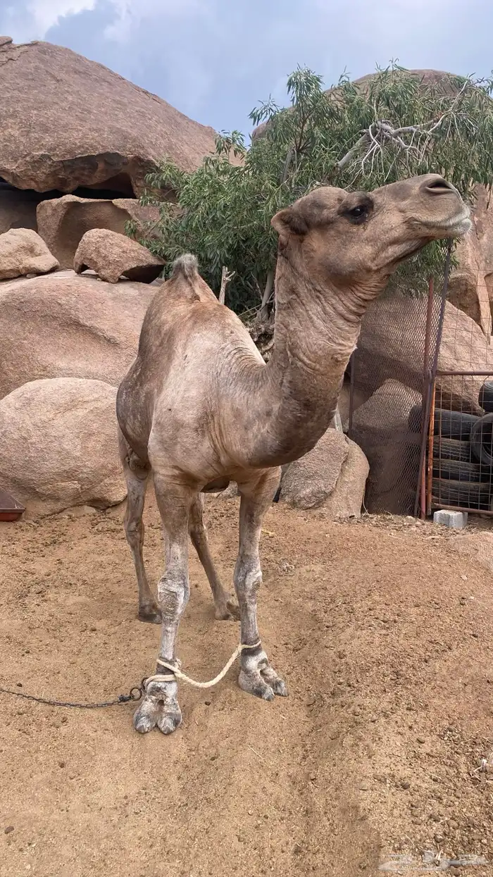 بعير حمر للبيع 0