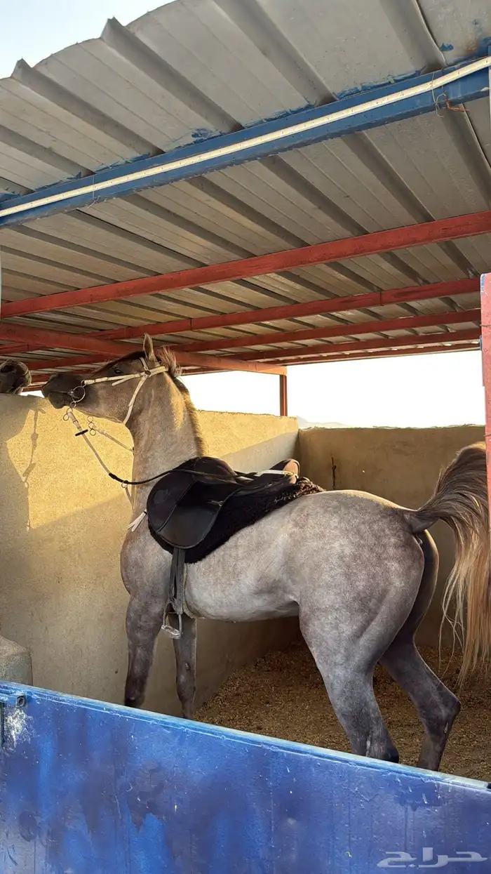 حصان سوبر بورق 0