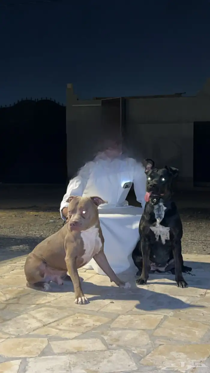 كلاب للبيع 1