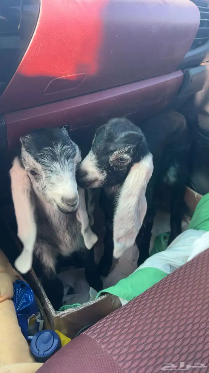 دواغير تيس وجفره 0