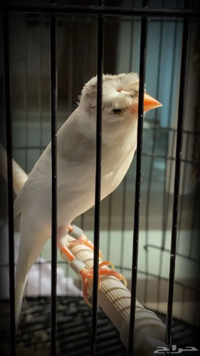 كناري اليف 0