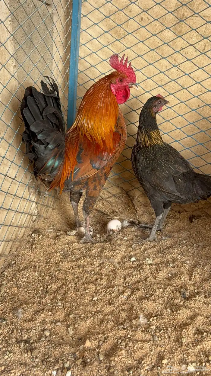 دجاج بياض بلدي اصيل 39