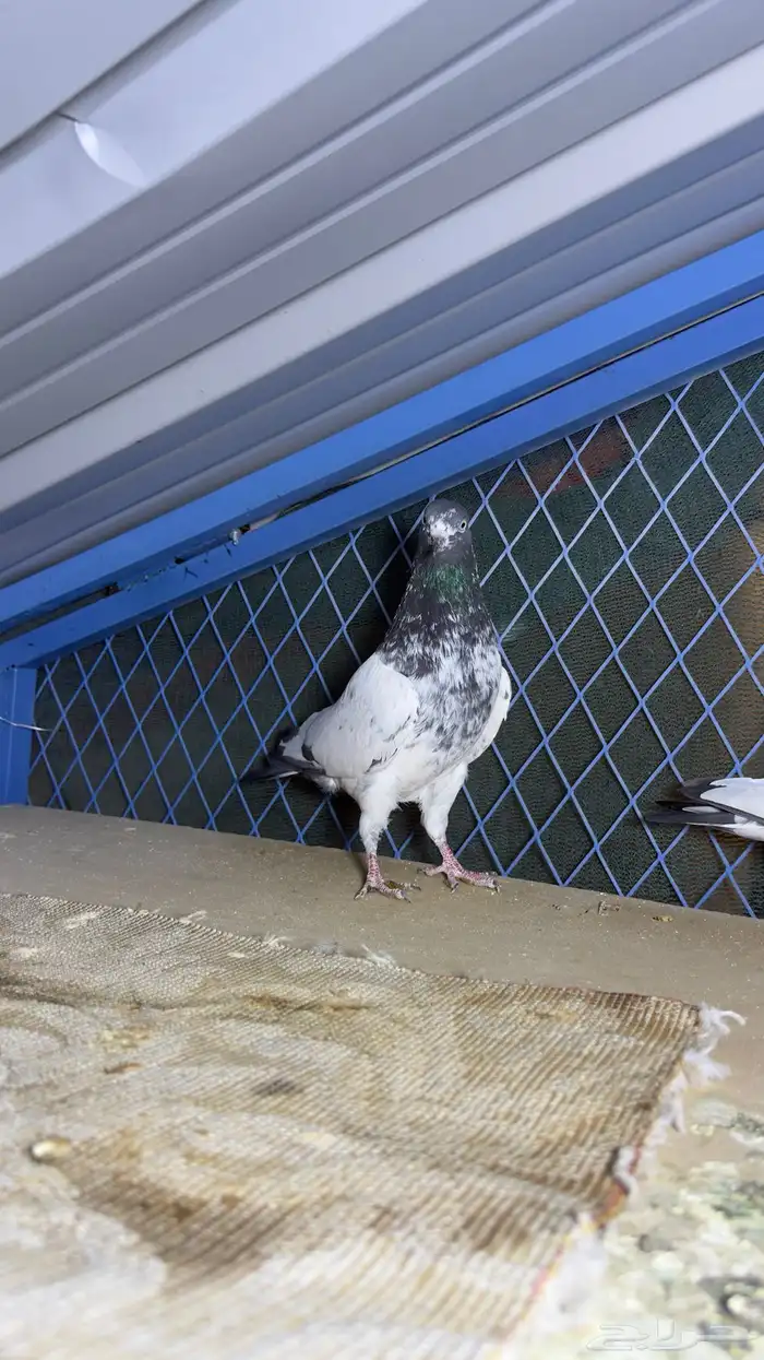 حمام باكستاني تيدي وفرده قولدن 7